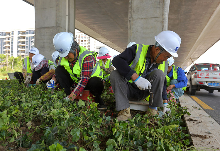 8、東環(huán)路高架下常春藤種植中.JPG